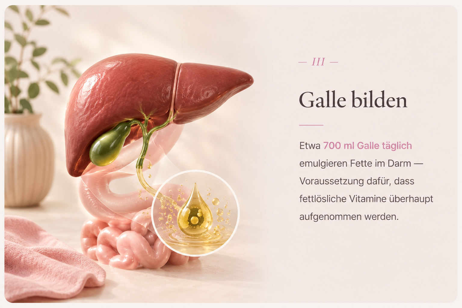 Galle bilden